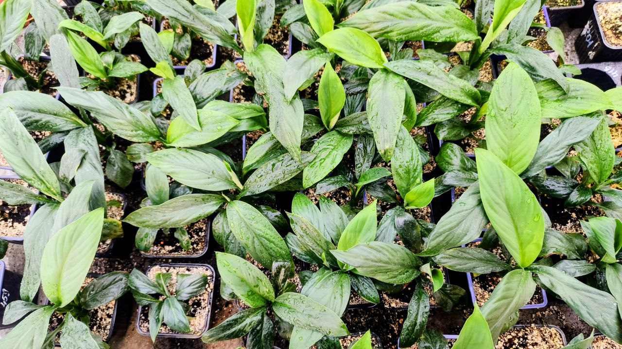 Спатифиллумы Сенсация