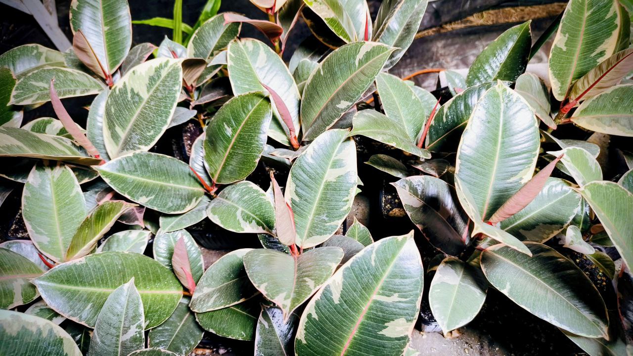 Фикусы Эластика